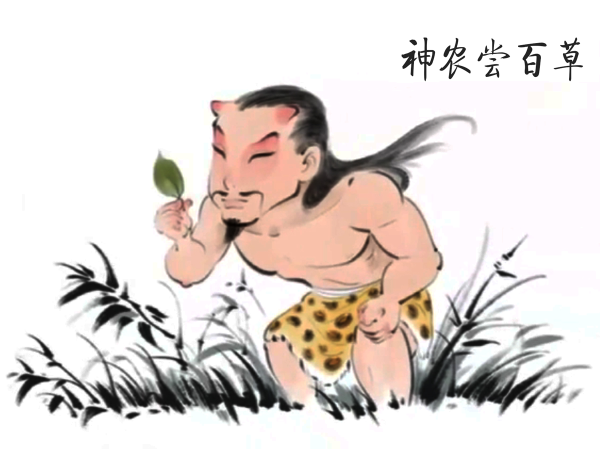 神农尝百草的故事插画